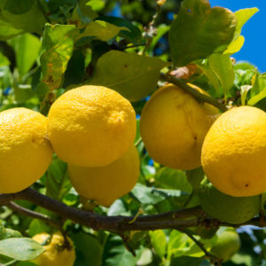 Sicilian Lemon